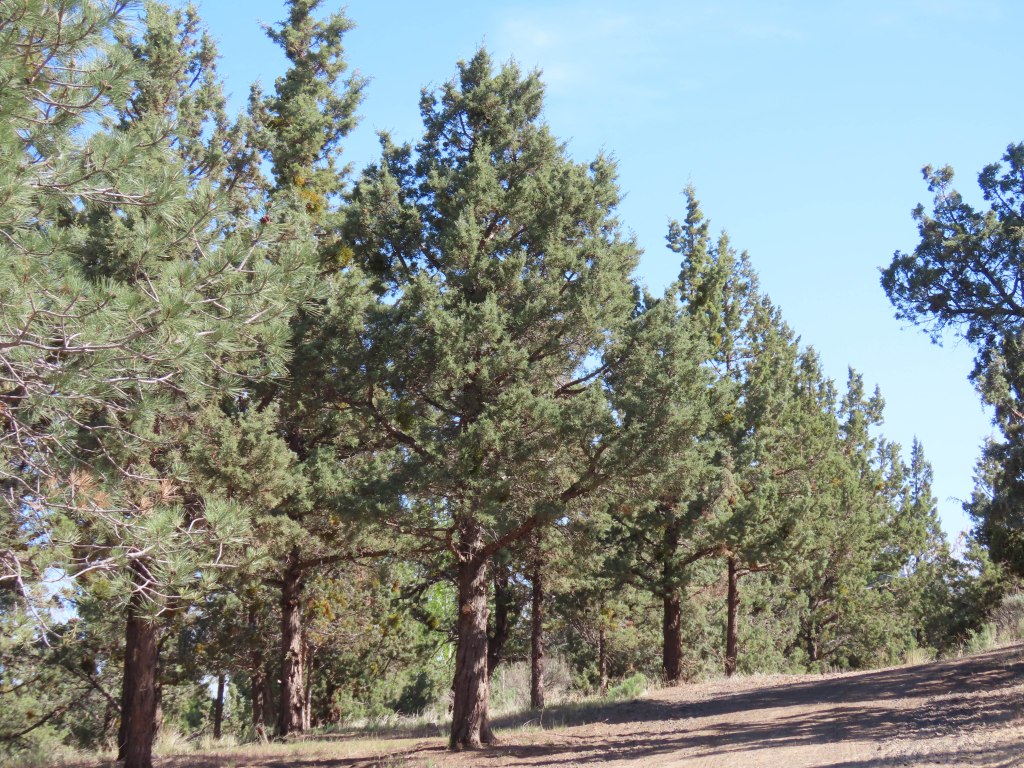 This image has an empty alt attribute; its file name is trees.jpg