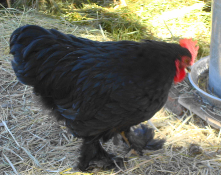 Roos Aplenty – Diana's Morning Blog