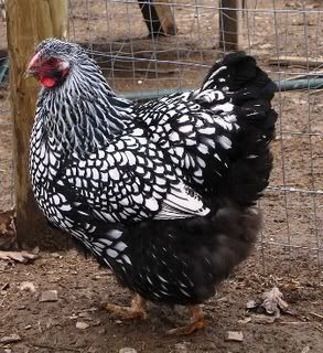 This image has an empty alt attribute; its file name is silverlacedwyandotte.jpg