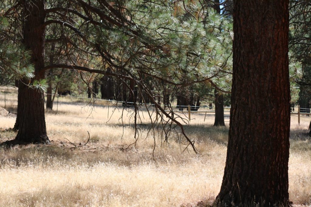 This image has an empty alt attribute; its file name is trees1.jpg